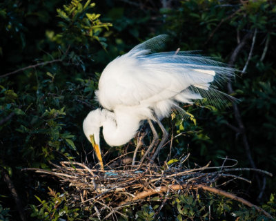 Great Egret Turning the Eggs