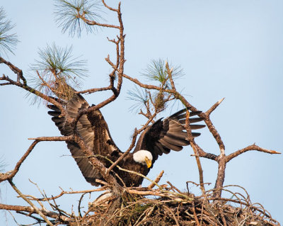 Eagle Landing at Nest