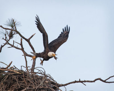 Eagle Leaving Nest w Small Object