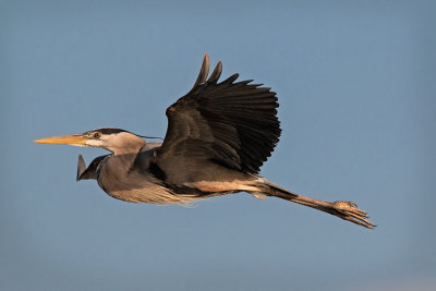 Great Blue Heron Flying