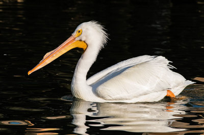 Male White Pelican Swimming