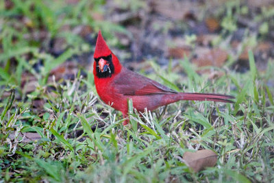 Cardinal with Mouthful