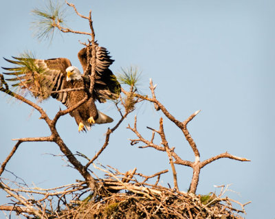 Eagle Hopping to Higher Limb