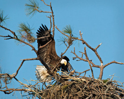 Eagle Arriving at Nest