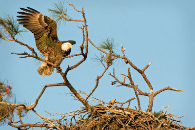 Eagle Landing on High Limb