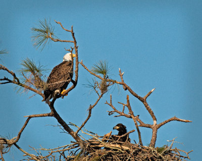 Eagle Watching out for Chick