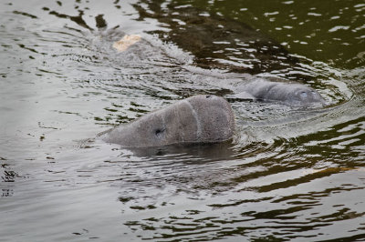 2 Manatees