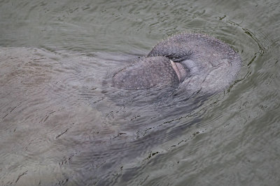 Manatee on Back Mouth Open