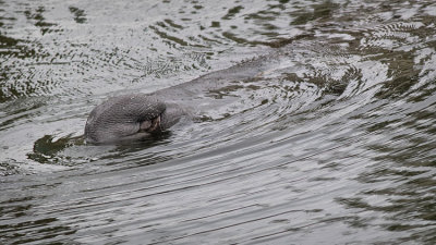 Manatee on Side Mouth Open