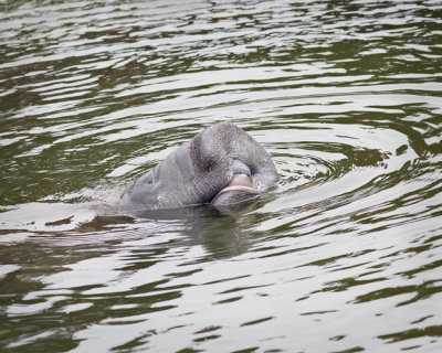 Manatee Open Mouth