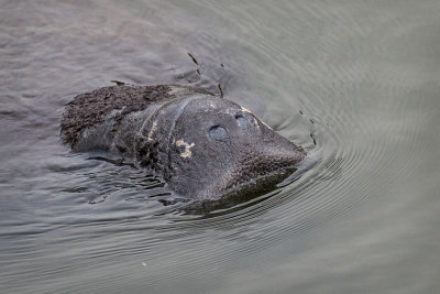 Manatee Surfacing