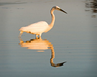 Great Egret Reflects