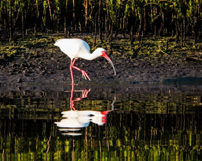 Ibis Wading Reflects