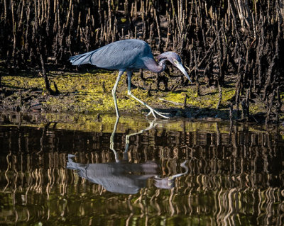 Little Blue Heron Wading