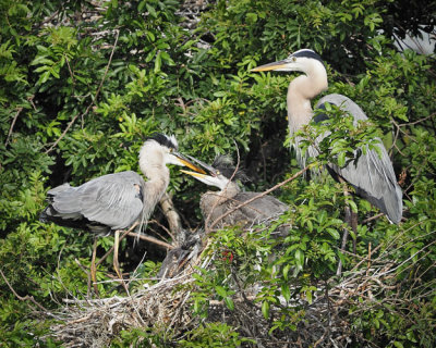 Great Blue Pair Feeding Chicks