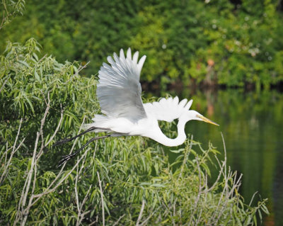 Great Egret Leaving Mangrove