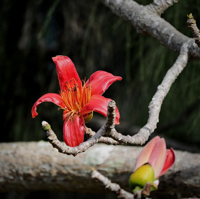 Red Silk Cotton Tree Flower