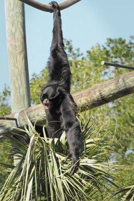 Hanging Gibbon