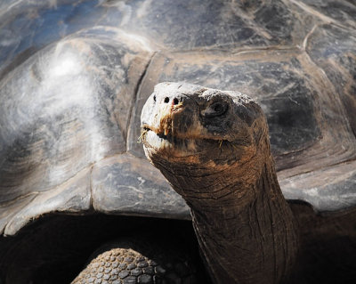 Giant Tortoise