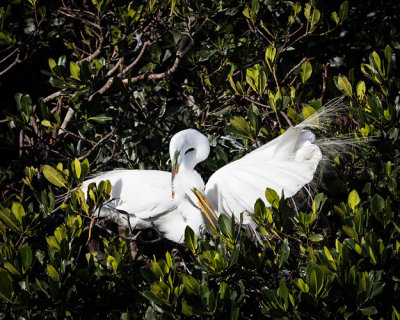 Amorous Egrets
