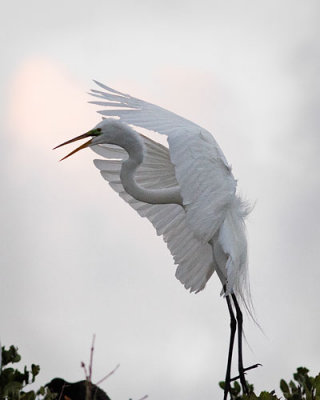 Great Egret Flying Early Light