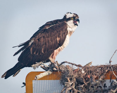 Osprey Calling at Nest