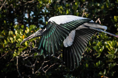 Woodstork Flying by Mangrove