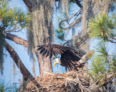 Eagle Landing on Nest
