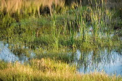 Reeds n Grass Reflect