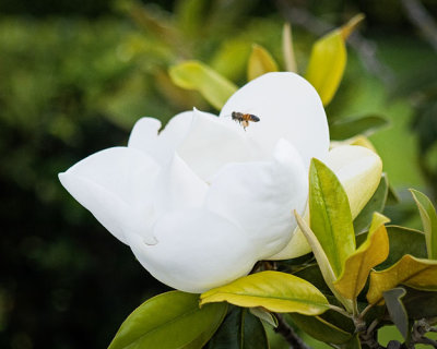 Bee at Magnolia Bloom