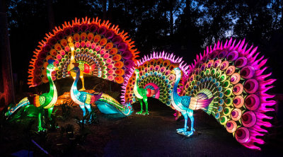 Peacock Lights