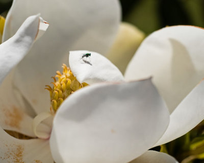 Magnolia Bloom w Fly