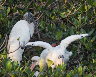 Woodstork Chick Trying his Wings