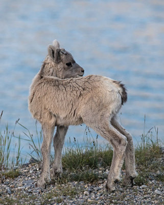 Bighorn Kid Over Shoulder