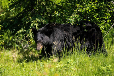 Black Bear in Grass