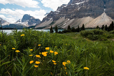 Yellow Flowers in Front of Mountain and Lake