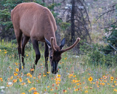 Young Buck in Yellow Flowers