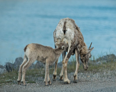 Bighorn Kid Nursing