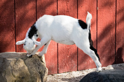 Goat Stretching across 2 Rocks