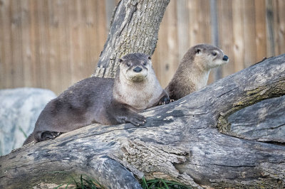 Otters on Log