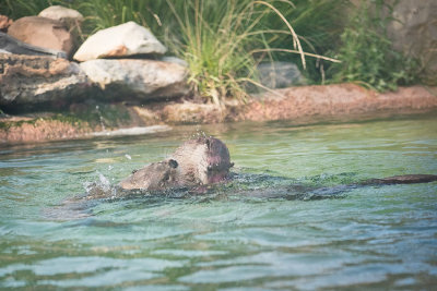 River Otters Play Fighting