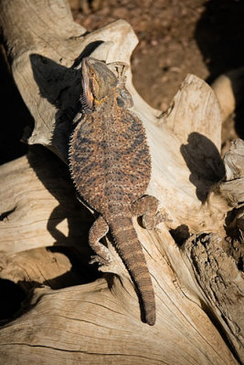 Bearded Dragon