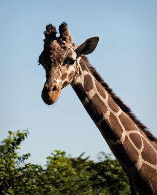 Giraffe Portrait