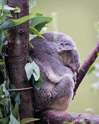 Koala Asleep in Branch