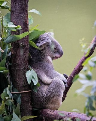 Koala Awake in Branch