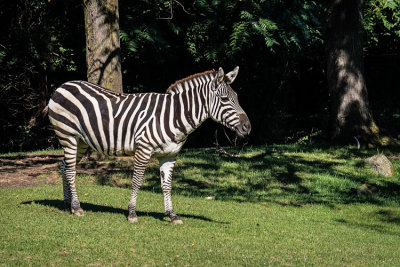 Zebra Near Trees