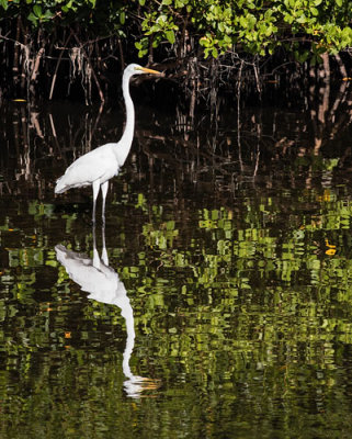Great Egret in Mangrove Reflects