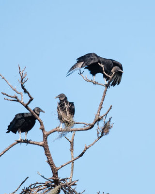 3 Black Vultures