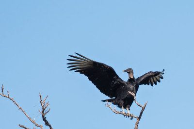 Black Vulture Wings Spread