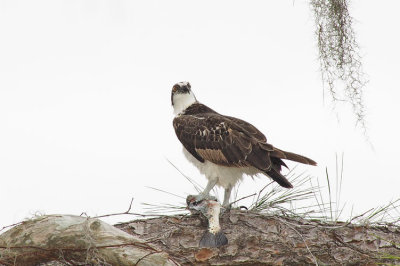 Osprey Looking my way